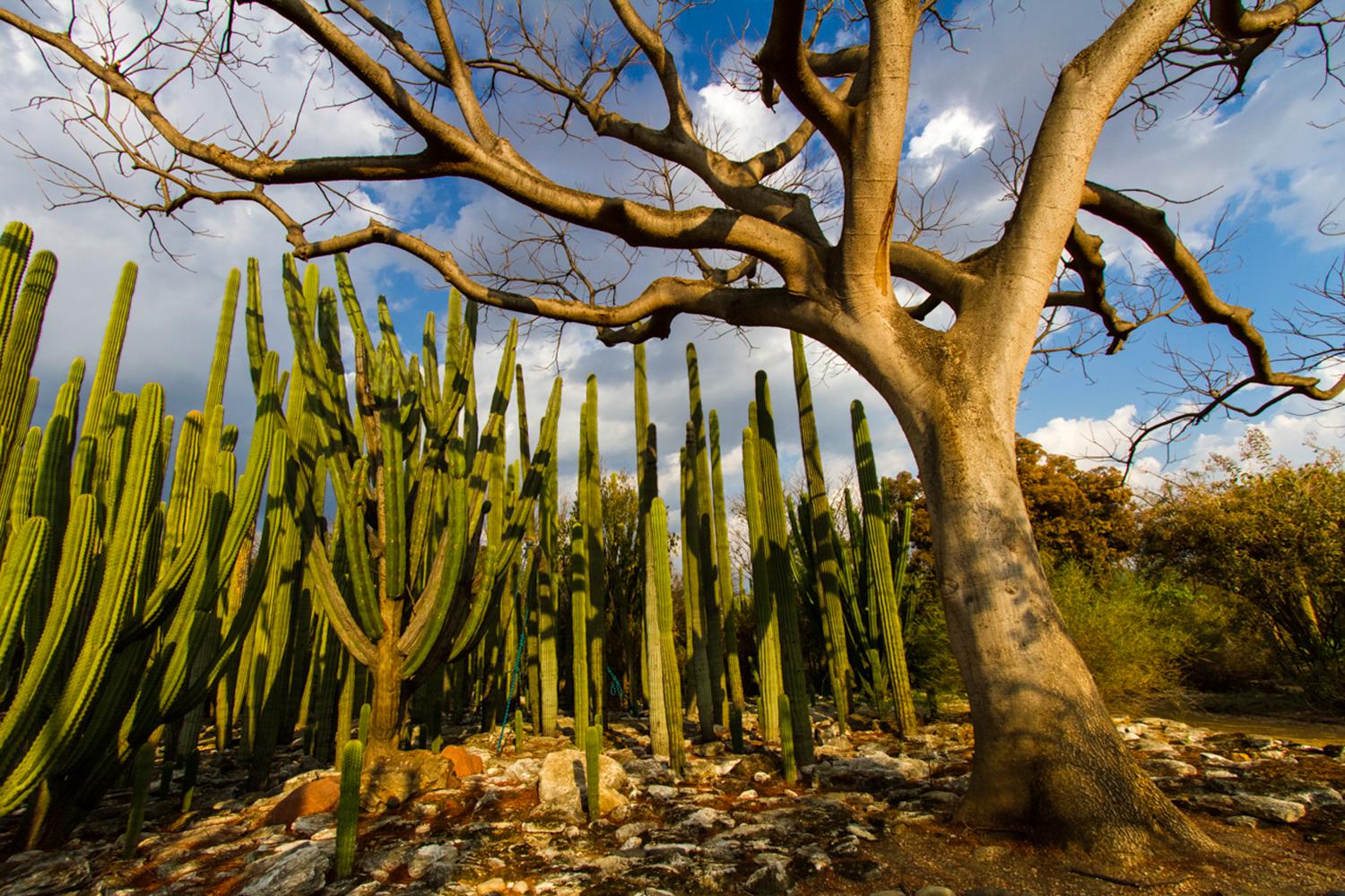 Carrusel imagenes